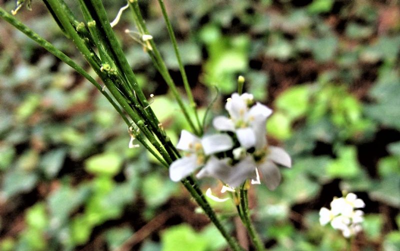 piccolo fiore bianco