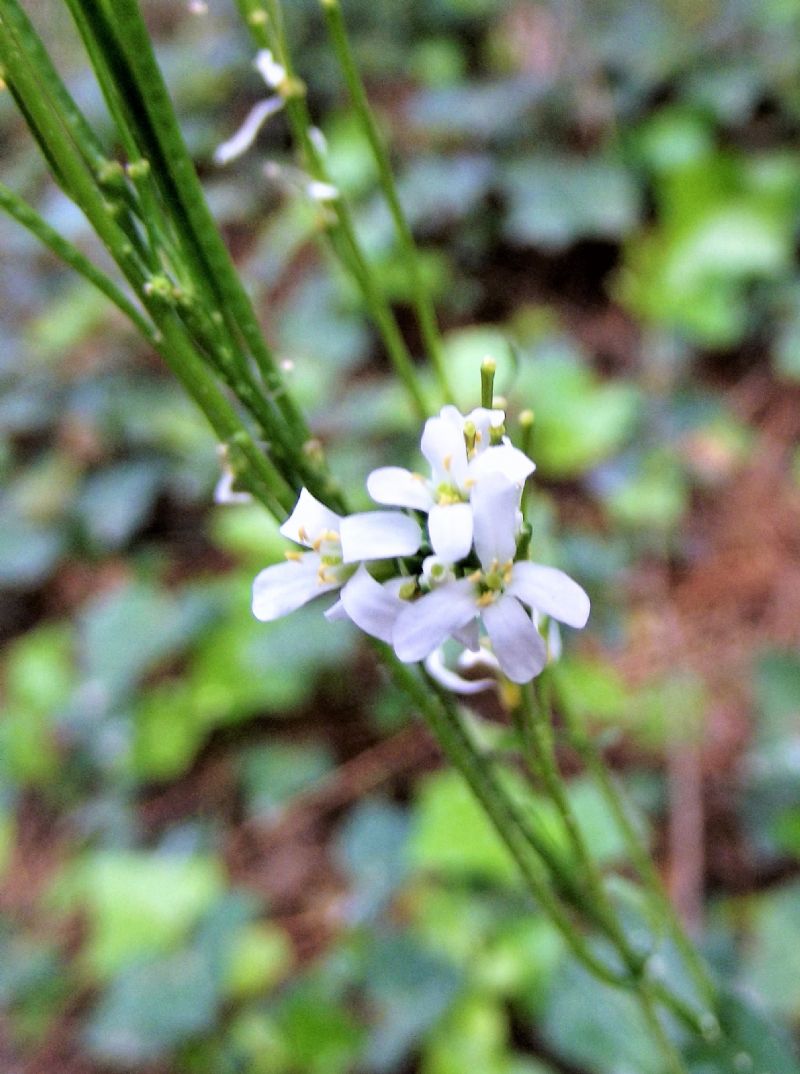 piccolo fiore bianco