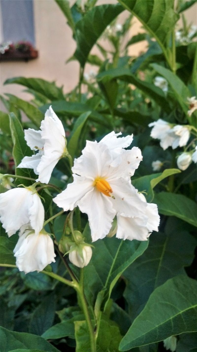 Solanum bonariense