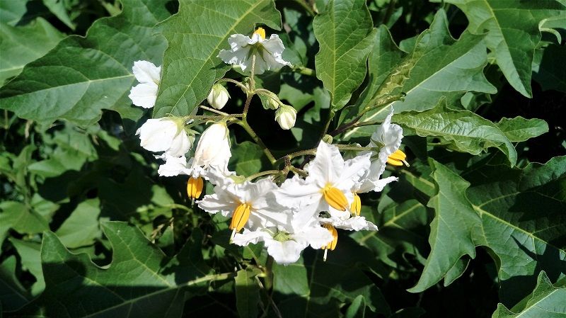 Solanum bonariense