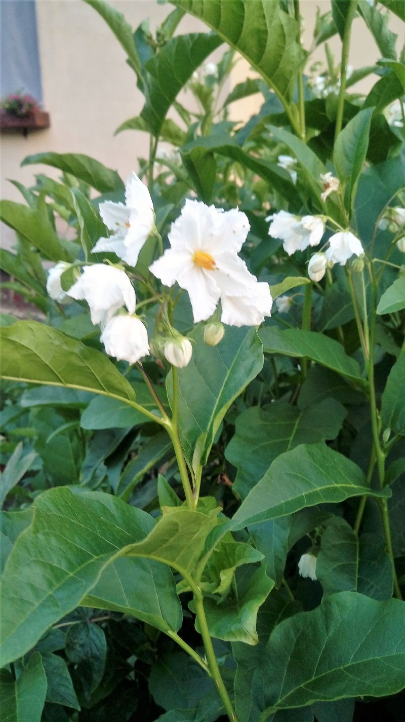 Solanum bonariense