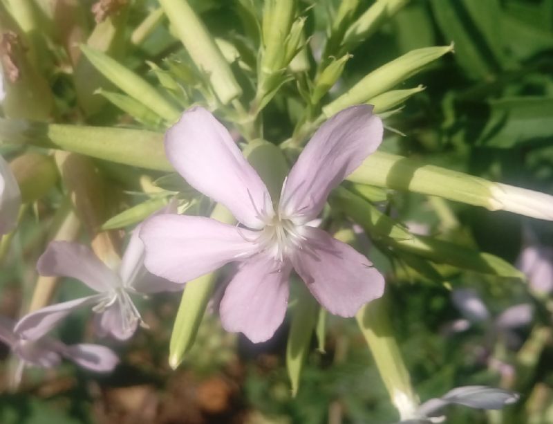 Saponaria officinalis