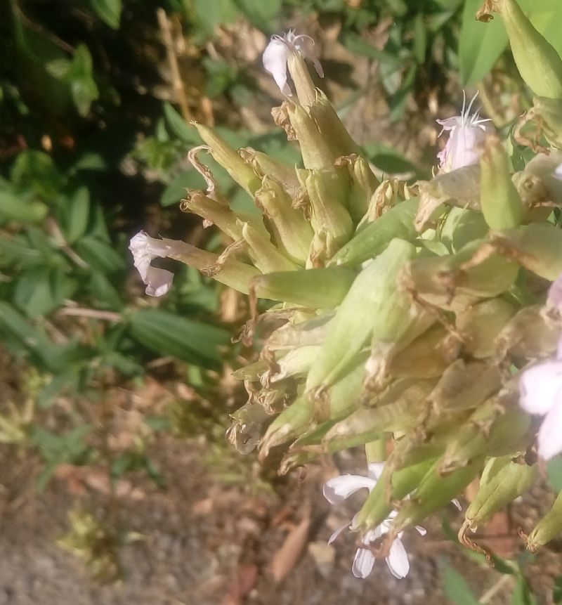 Saponaria officinalis