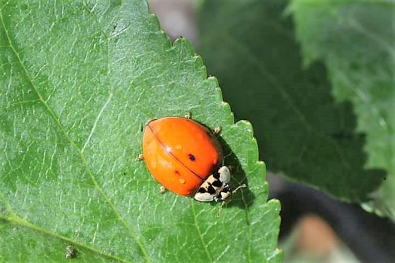 Coccinellidae: Hippodamia? No, Harmonia axyridis