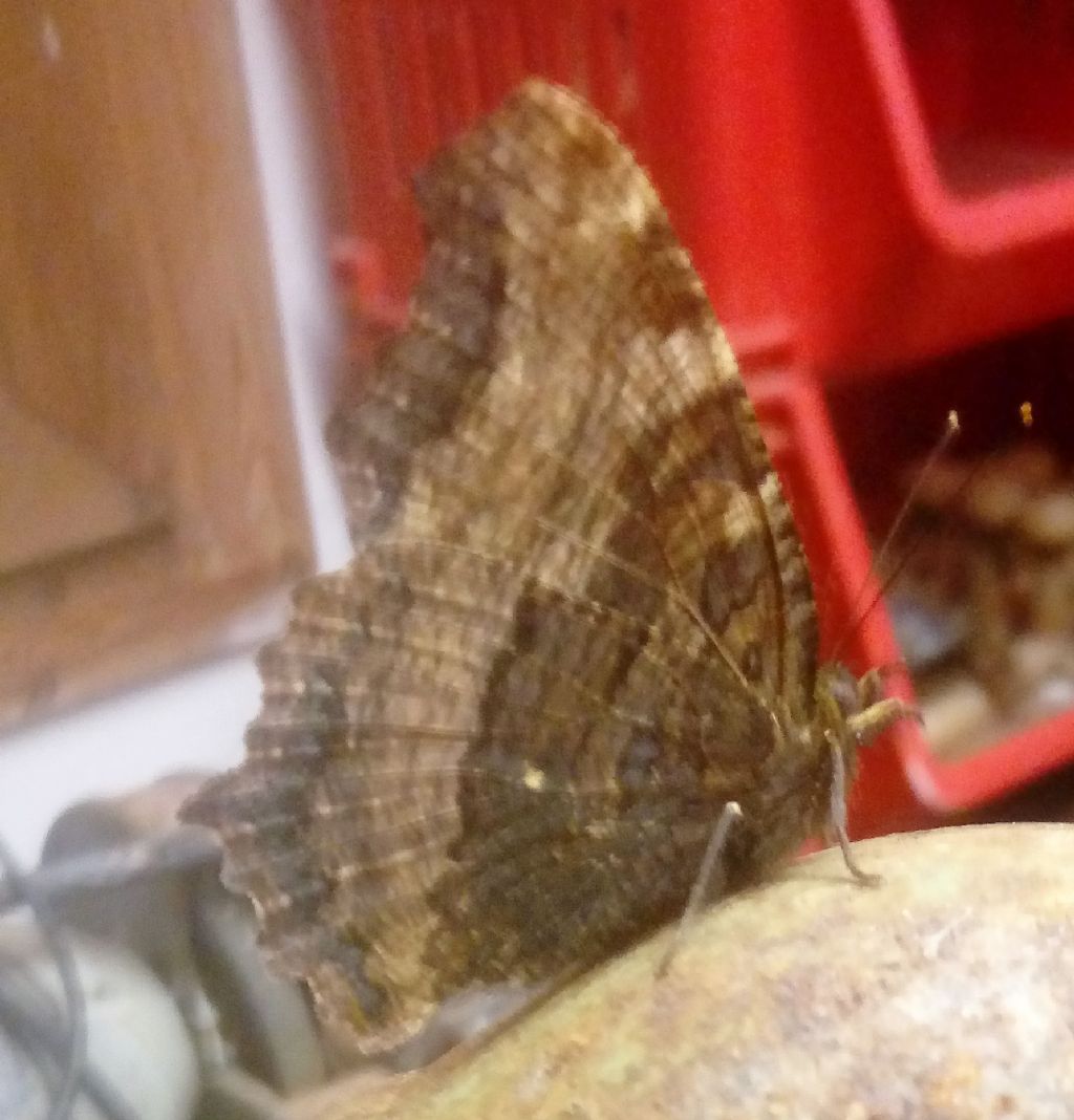 Farfalla. Nymphalis polychloros - Nymphalidae