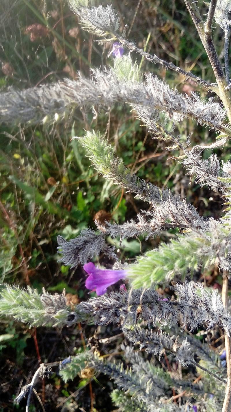 Borraginacea?  S, Echium vulgare