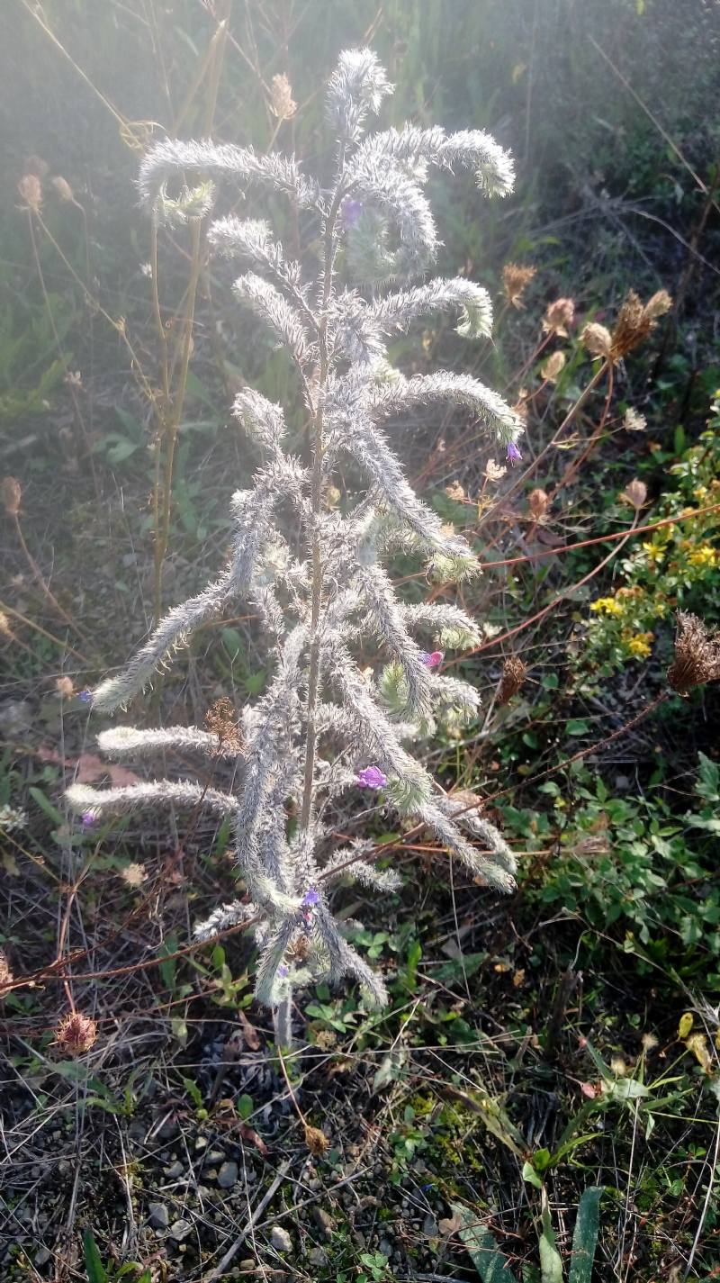 Borraginacea?  S, Echium vulgare