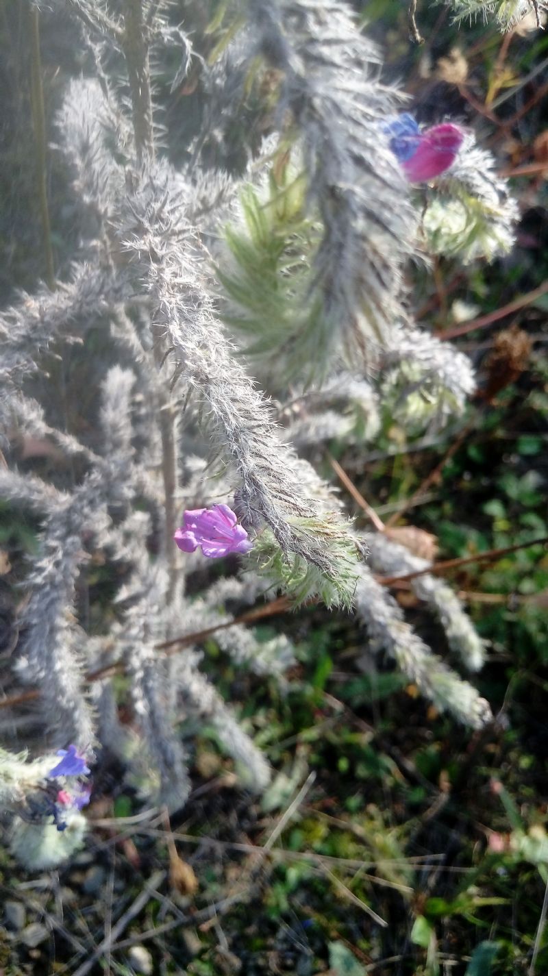 Borraginacea?  S, Echium vulgare