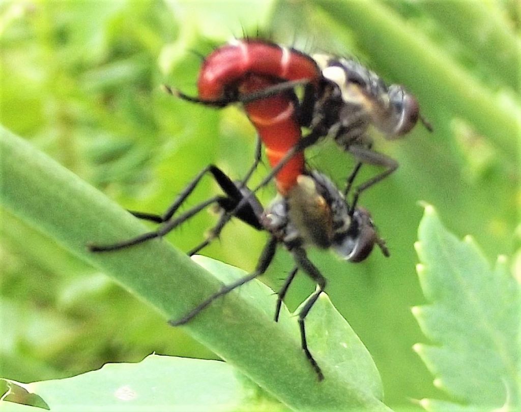 Cylindromyia bicolor (Tachinidae)