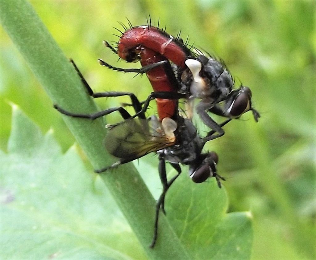 Cylindromyia bicolor (Tachinidae)