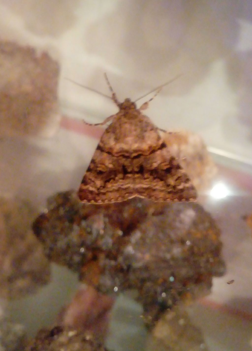 farfalla notturna: Catocala sp. (Erebidae)