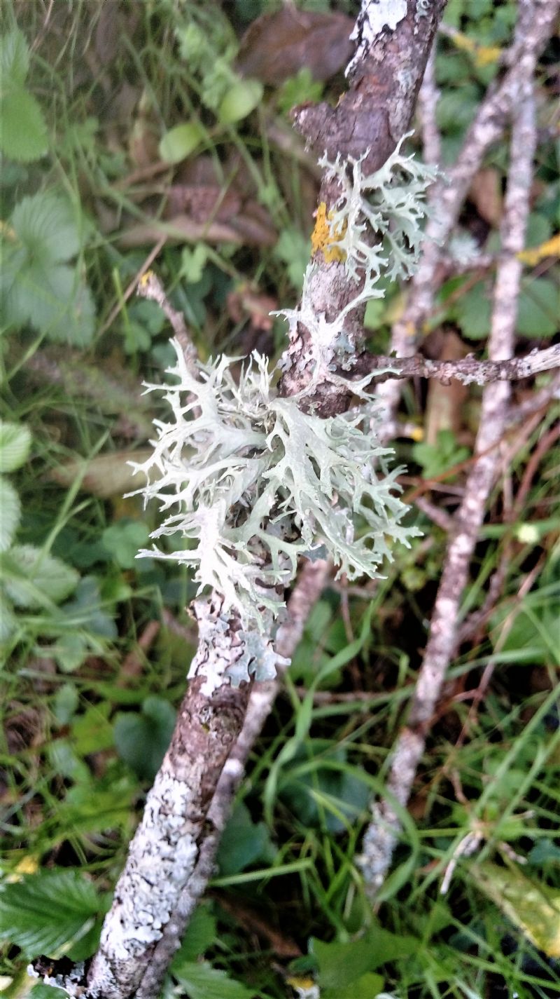 muschio? no, Lichene, probabilmente Evernia prunastri