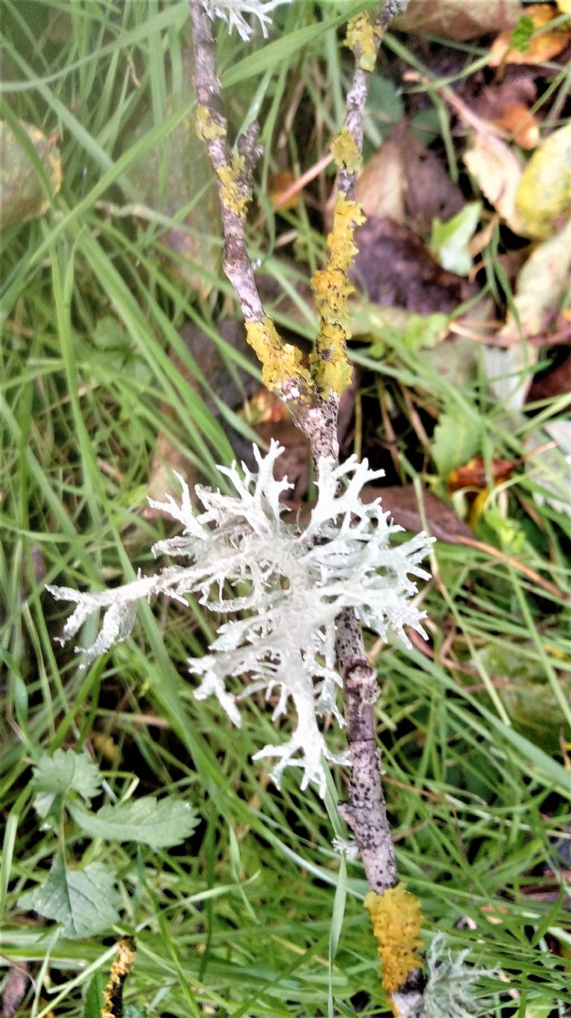 muschio? no, Lichene, probabilmente Evernia prunastri