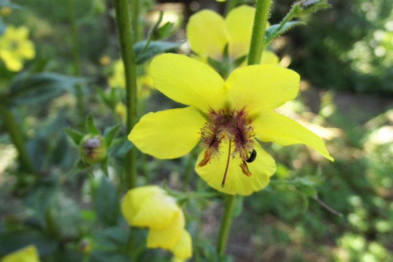 Verbascum blattaria