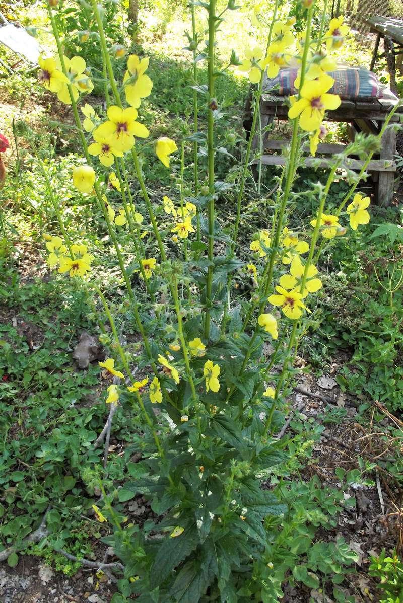 Verbascum blattaria