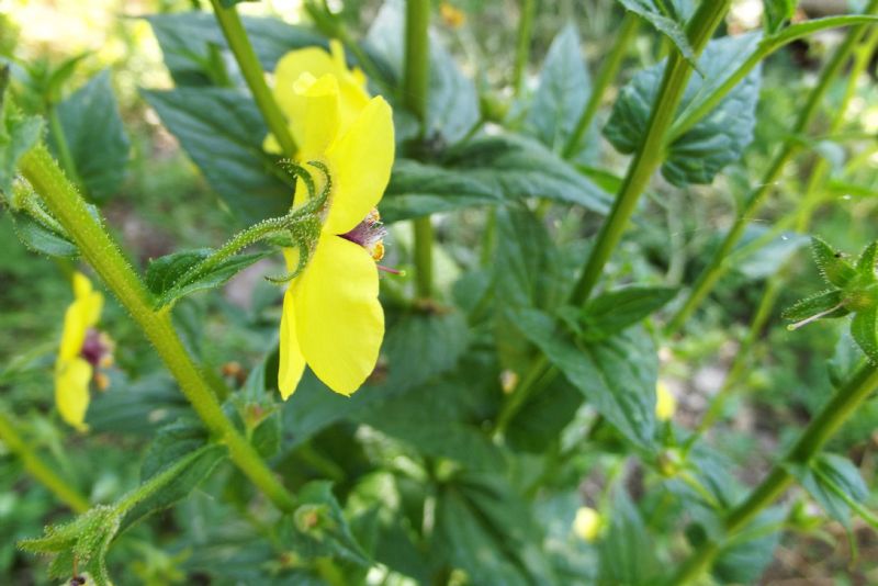 Verbascum blattaria