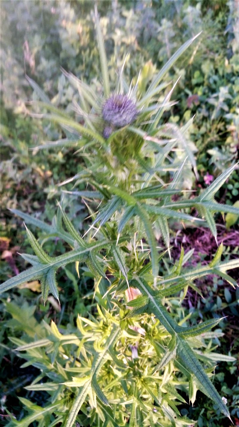 Sonchus? No,   Cirsium vulgare !