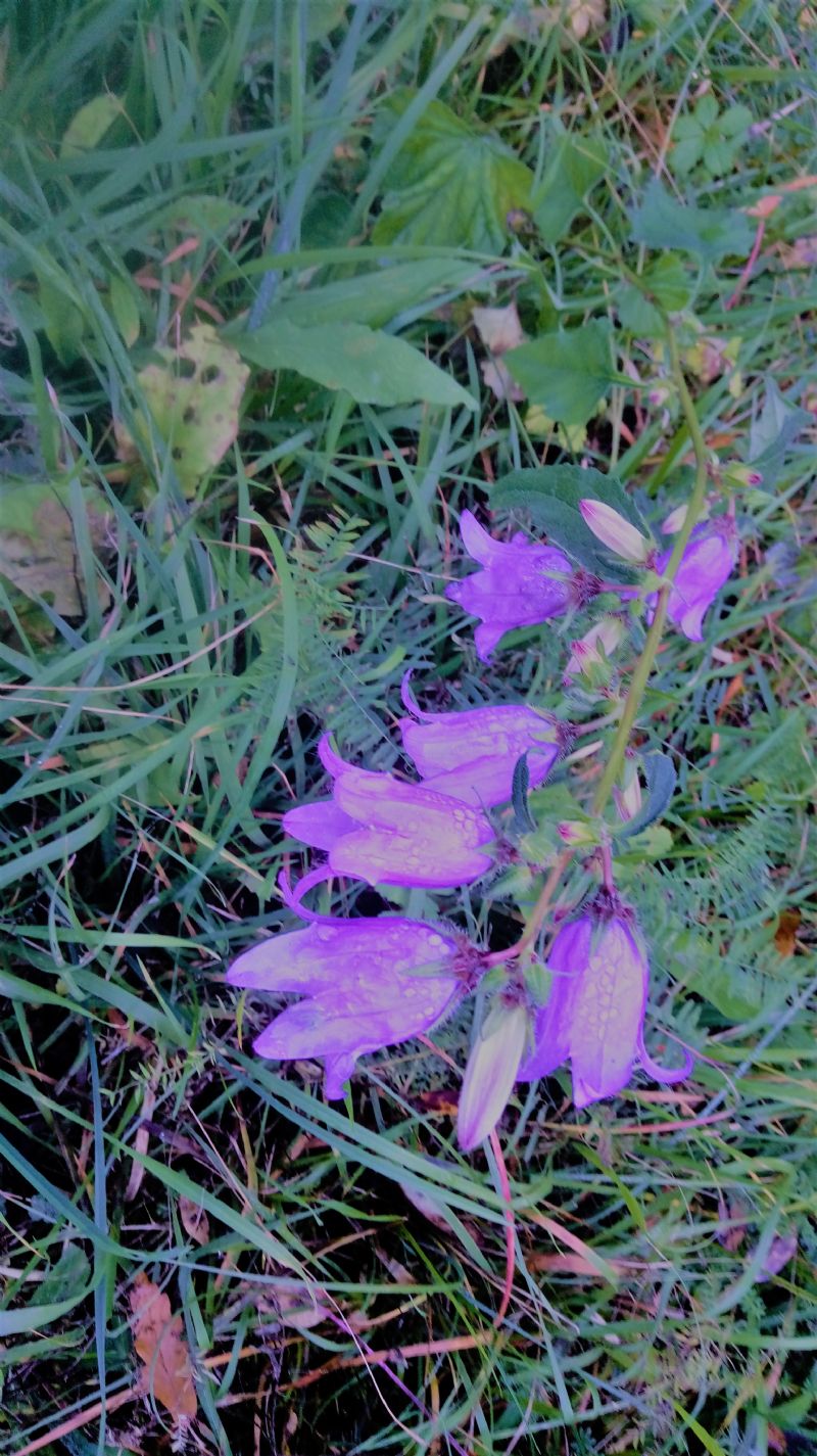 Campanula trachelium