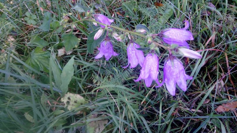 Campanula trachelium