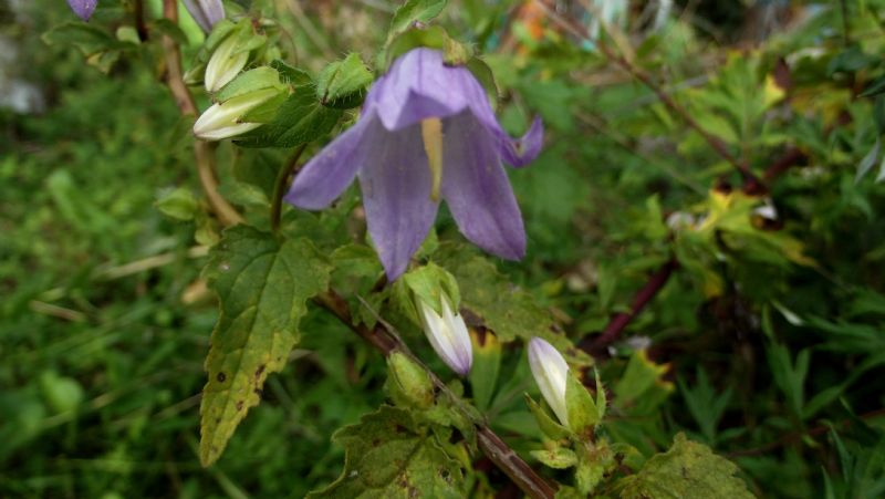 Campanula trachelium