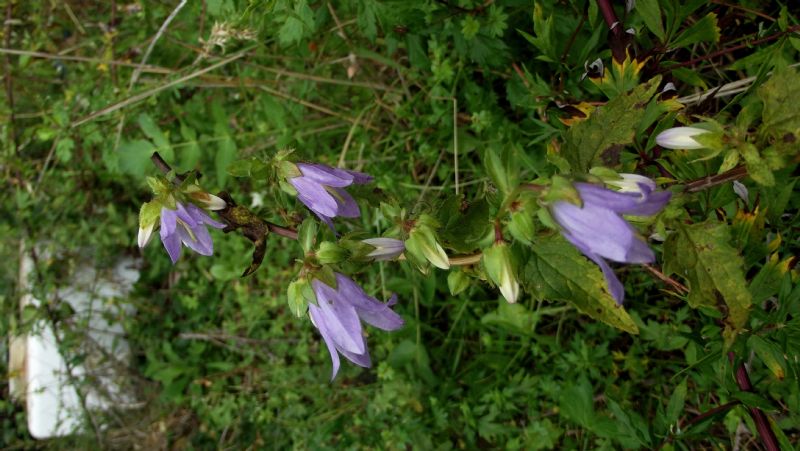 Campanula trachelium