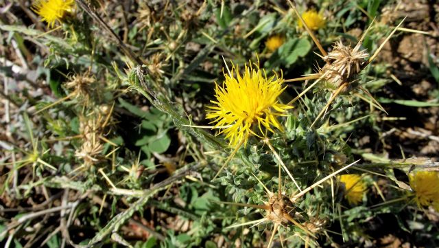 Asteracea spinosa: Centaurea solstitialis opp. melitensis