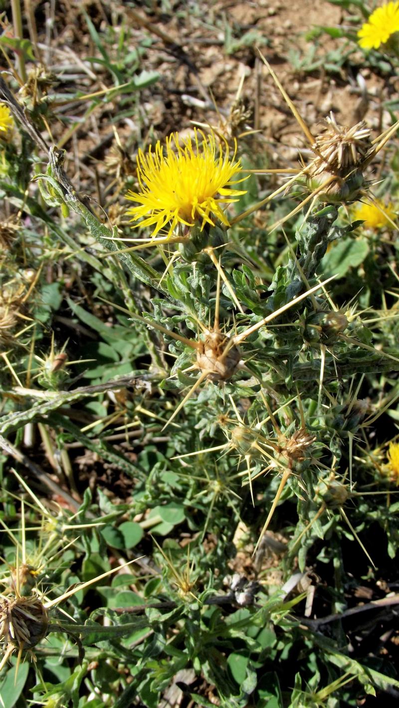 Asteracea spinosa: Centaurea solstitialis opp. melitensis