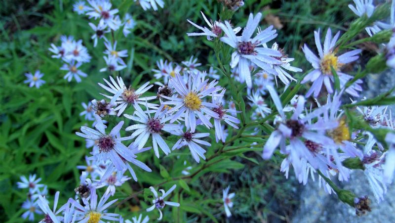 Asteraceae: Symphyotrichum novi-belgii