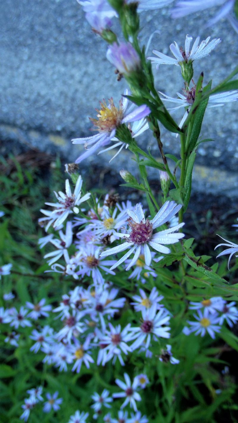 Asteraceae: Symphyotrichum novi-belgii