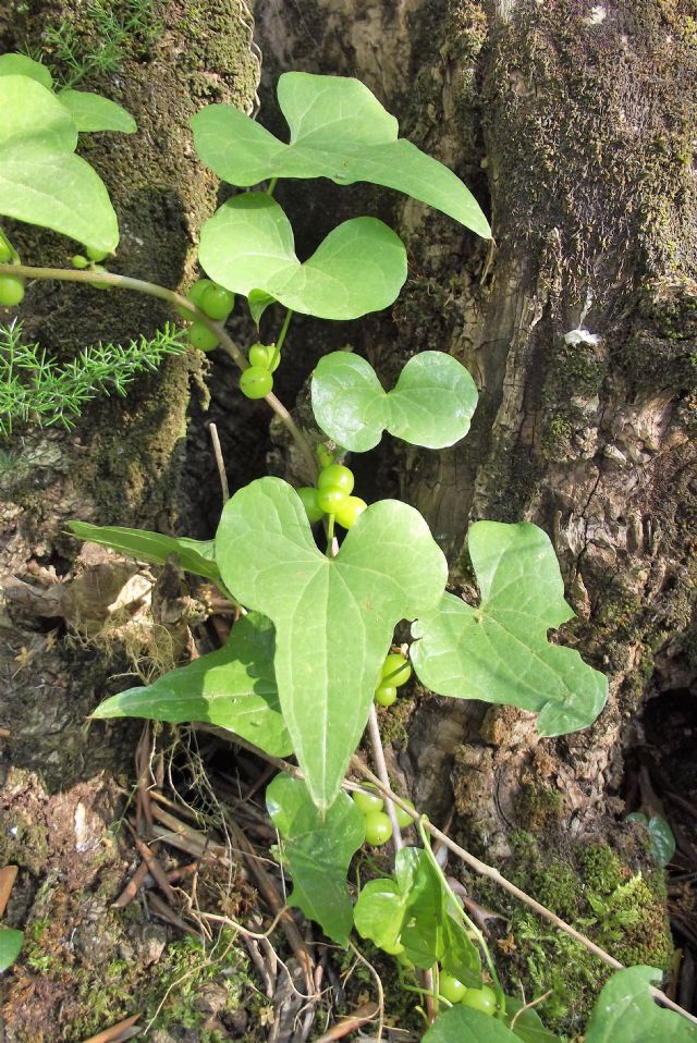 Dioscorea communis  (Monocotyledones -  Dioscoreaceae)