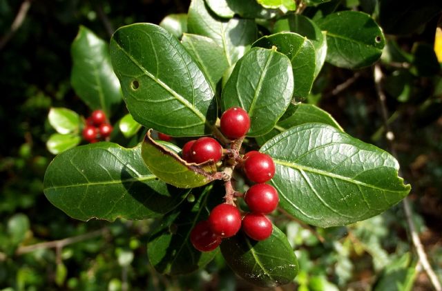 bacche rosse di Rhamnus alaternus