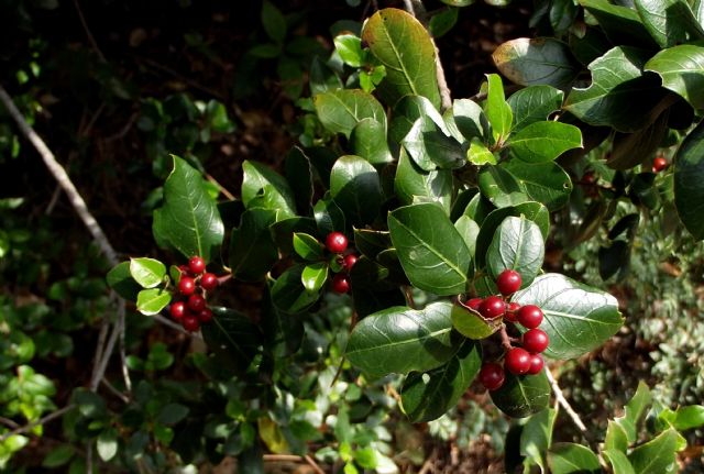 bacche rosse di Rhamnus alaternus