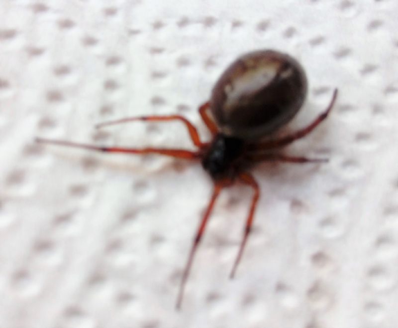 Steatoda bipunctata  - Bibbona (LI)