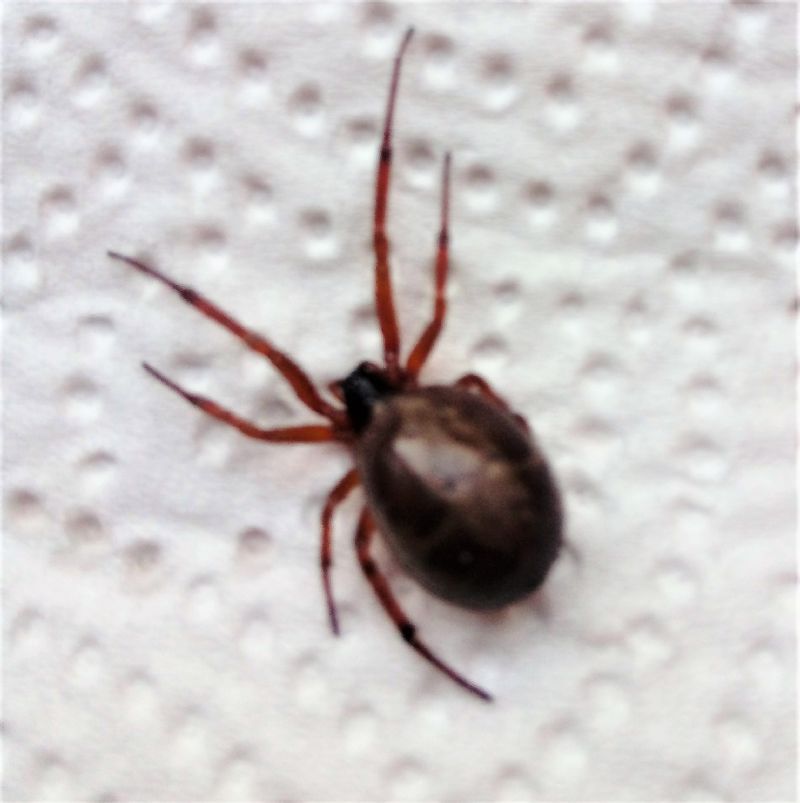 Steatoda bipunctata  - Bibbona (LI)