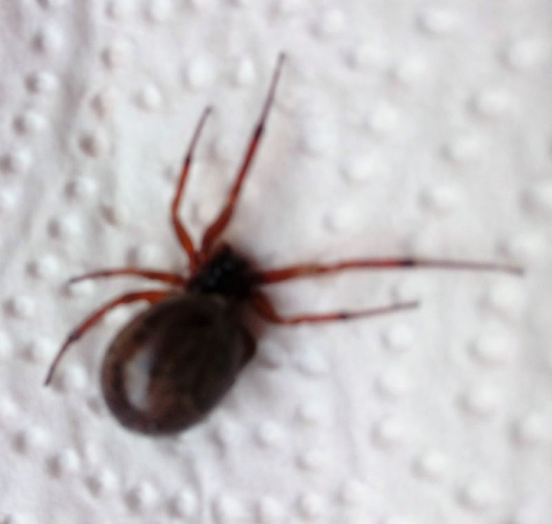 Steatoda bipunctata  - Bibbona (LI)