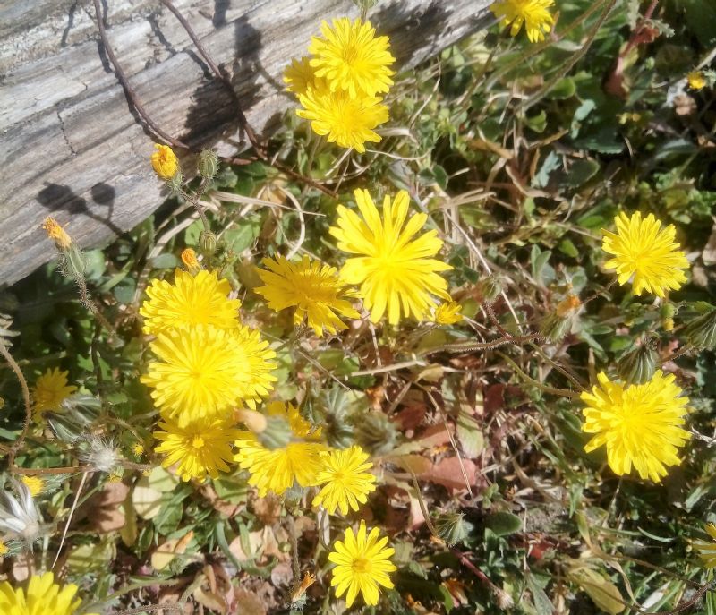 composita gialla:  Crepis sancta (Asteraceae)