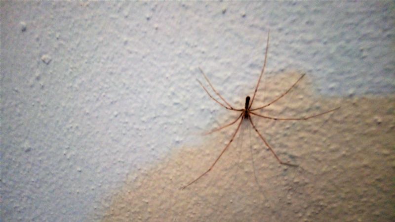 Opilione?   No, ragno Pholcidae: cfr. Pholcus phalangioides . Bibbona (LI)