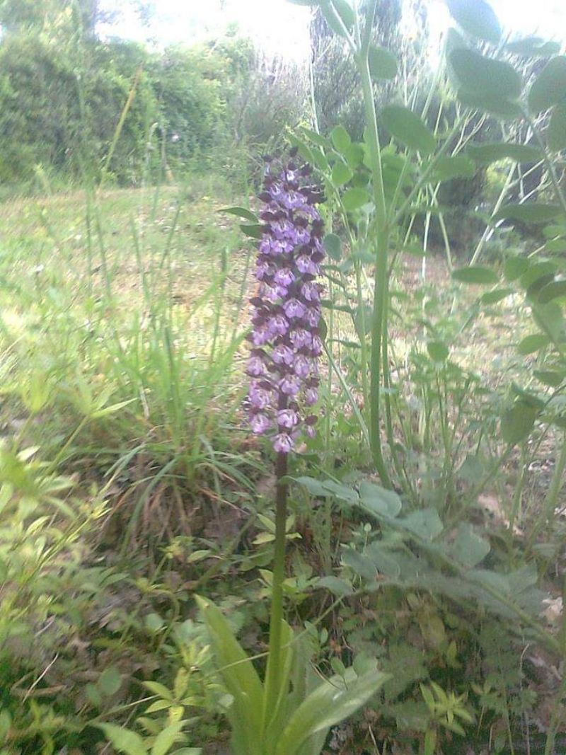 Orchis purpurea