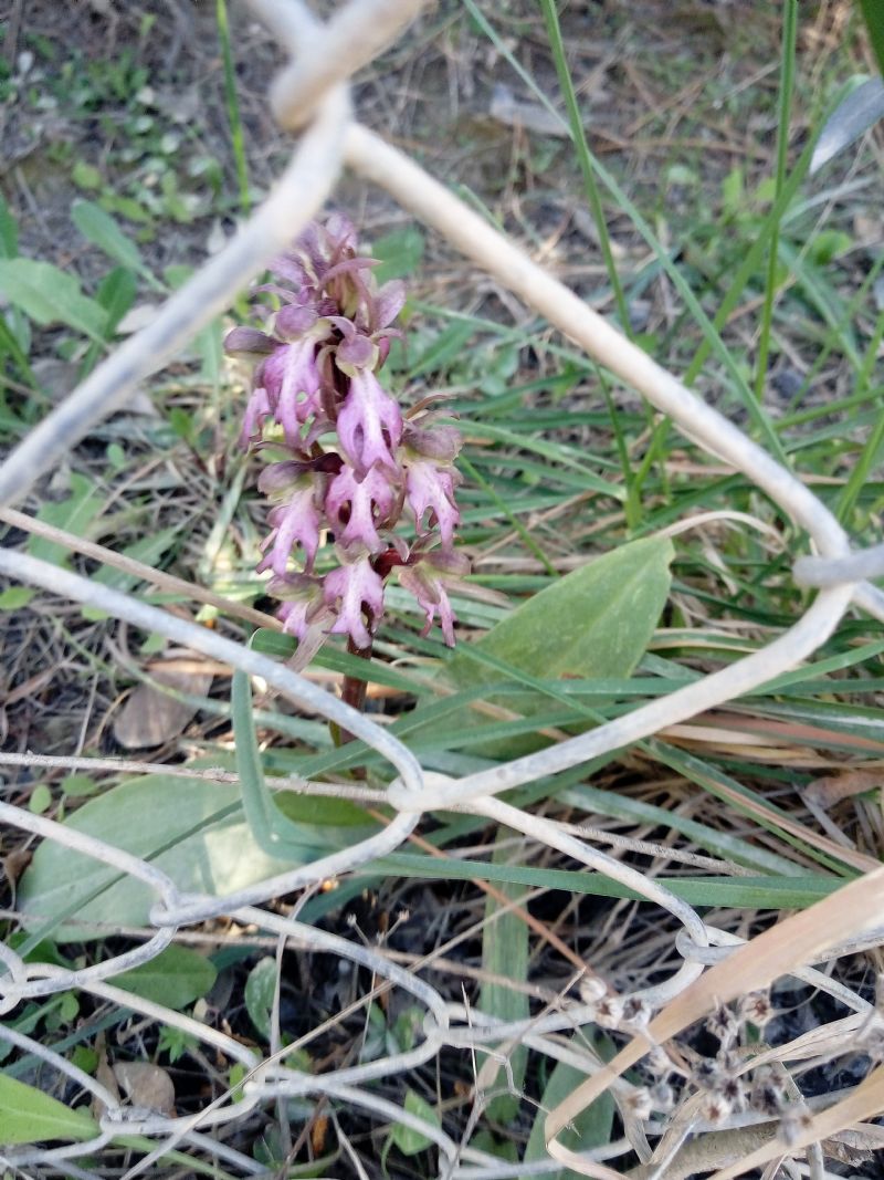 Barlia robertiana