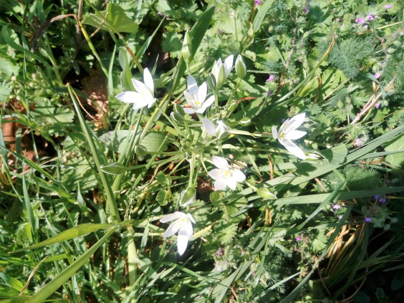 quale ornithogalum
