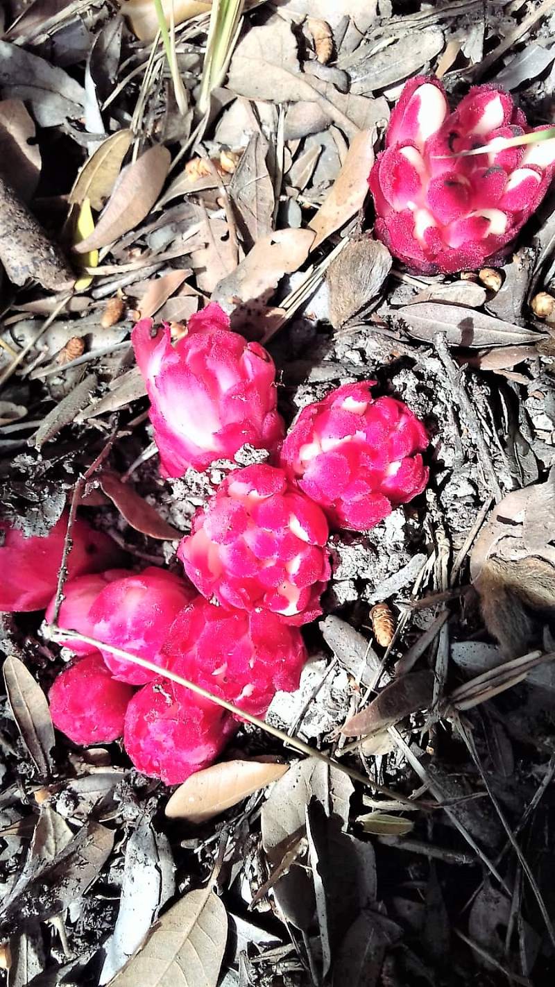 pianta rossa: Cytinus ruber (Malvales - Cytinaceae)