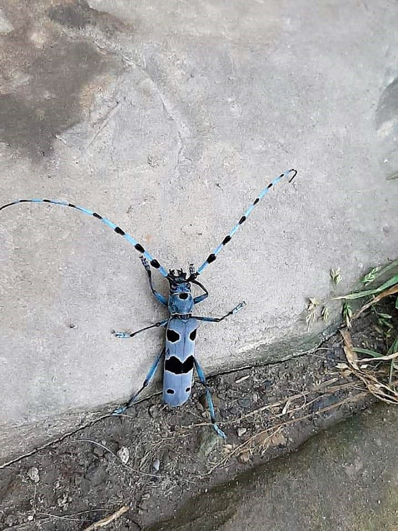 Cerambycidae: Rosalia alpina? S!