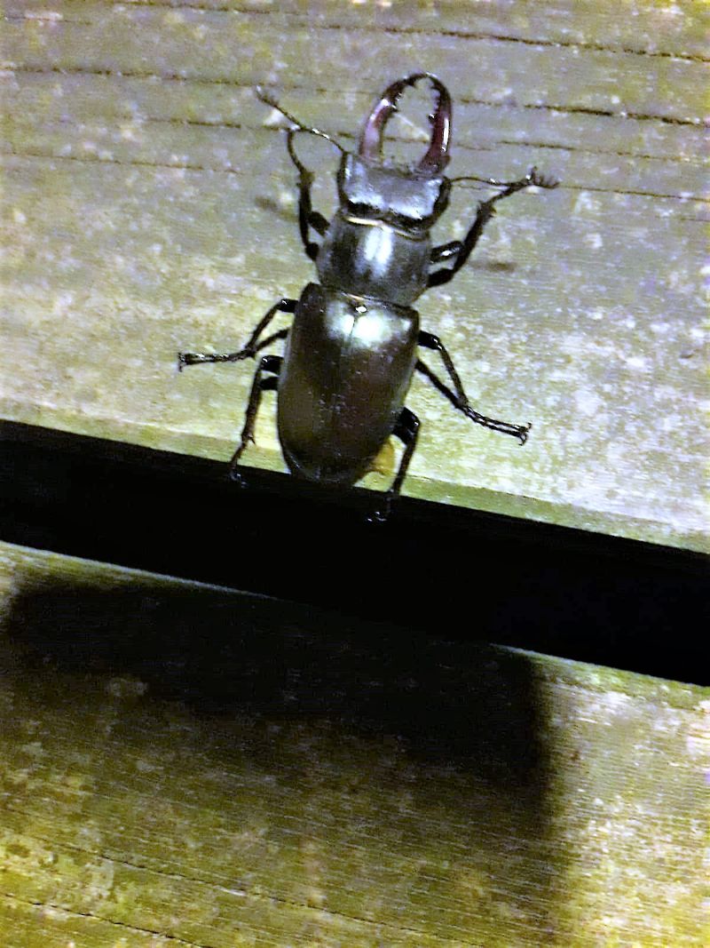 Lucanus cervus? S, maschio