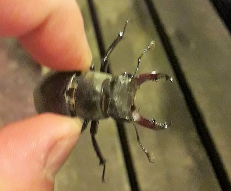 Lucanus cervus? S, maschio