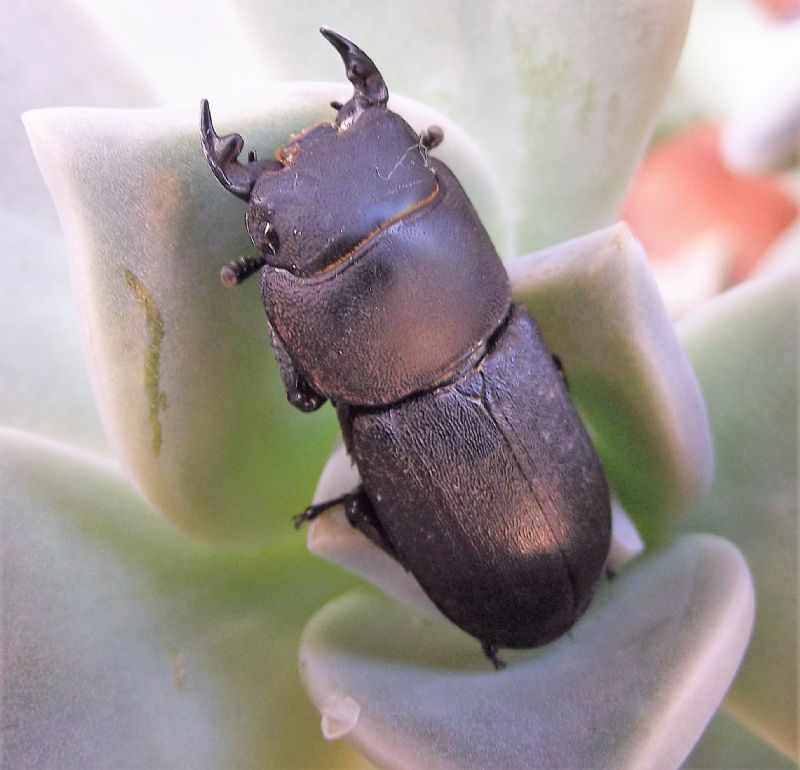 Dorcus parallelipipedus (Lucanidae), maschio