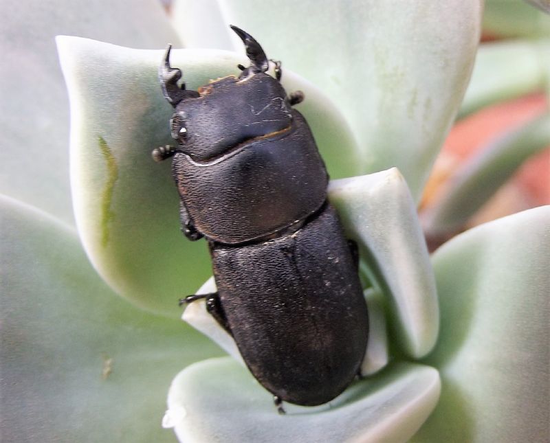 Dorcus parallelipipedus (Lucanidae), maschio