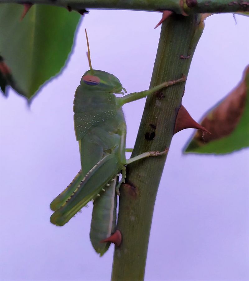 cavalletta verde