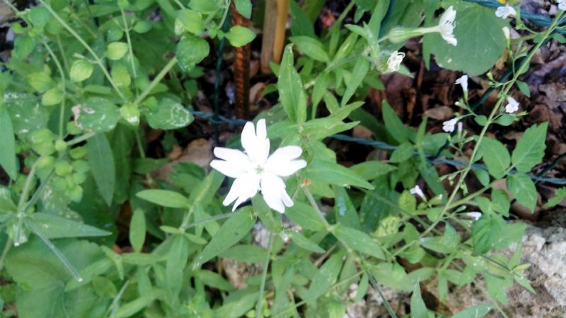 Silene latifolia