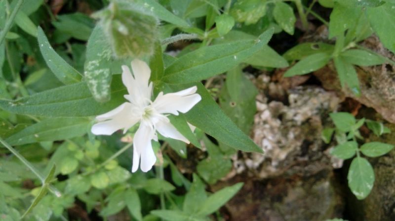 Silene latifolia