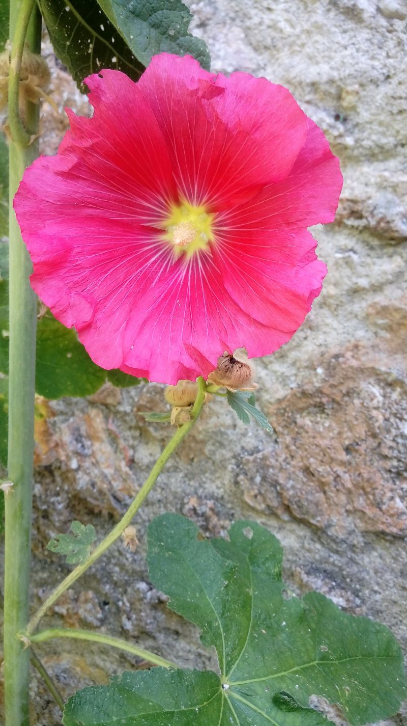 Alcea rosea?... Alcea sp (A. rosea o A. biennis)